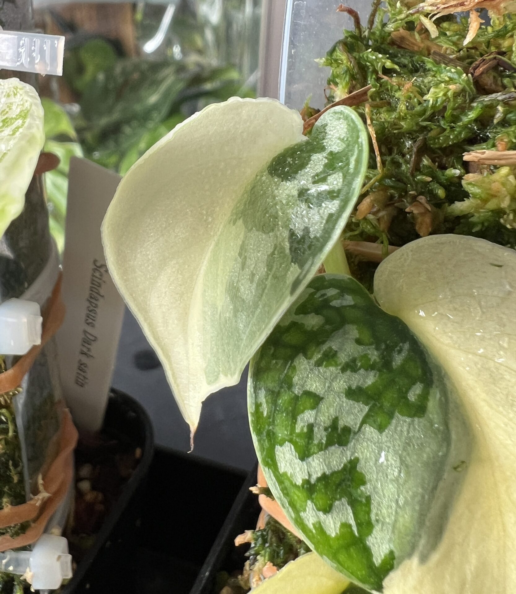 スキンダプサス・マヤリ成長記録・育て方 | シロウト園芸