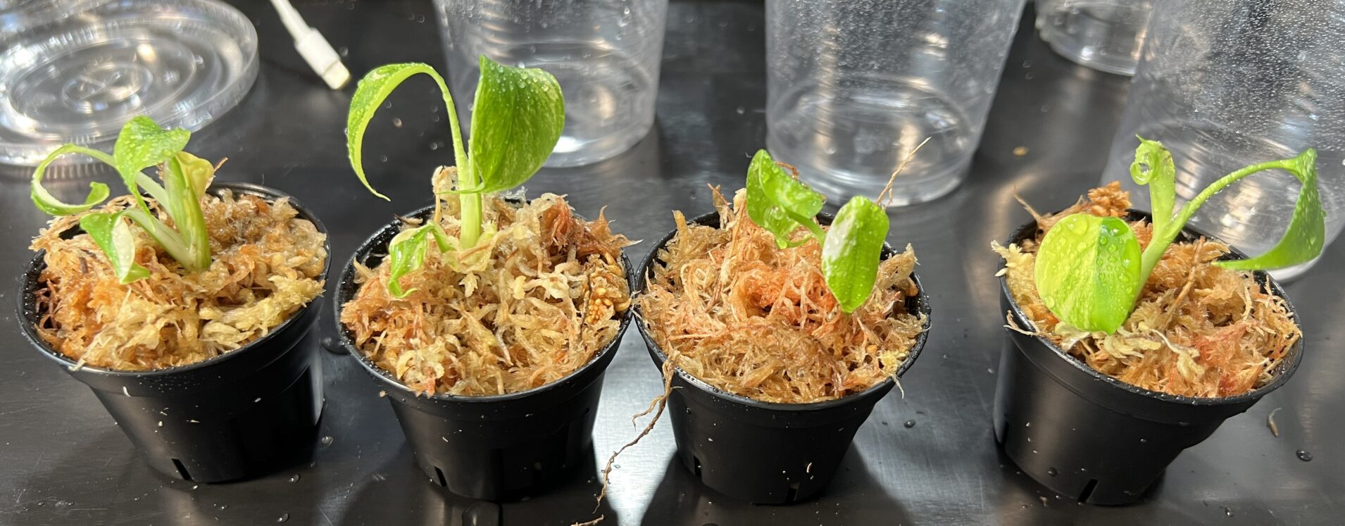 個人輸入組織培養モンステラ・デリシオーサ・イエローマリリン(仮)✕2