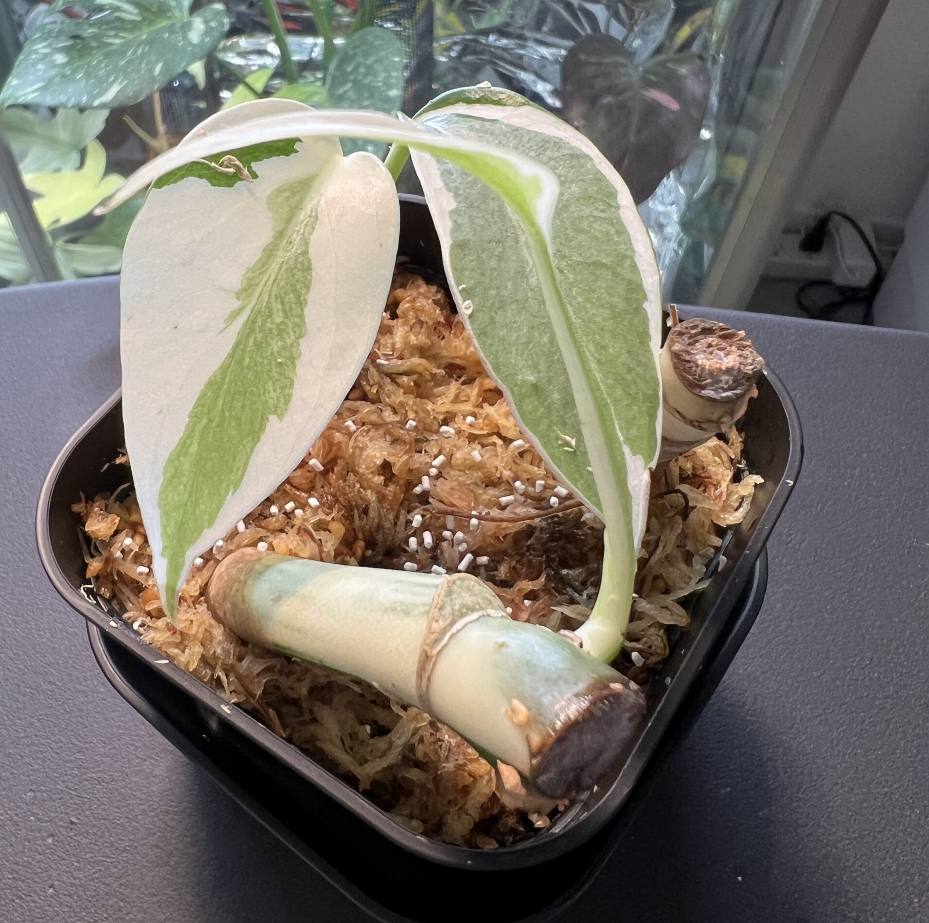 モンステラ・ボルシギアナ・アルボ成長記録・育て方 | シロウト園芸