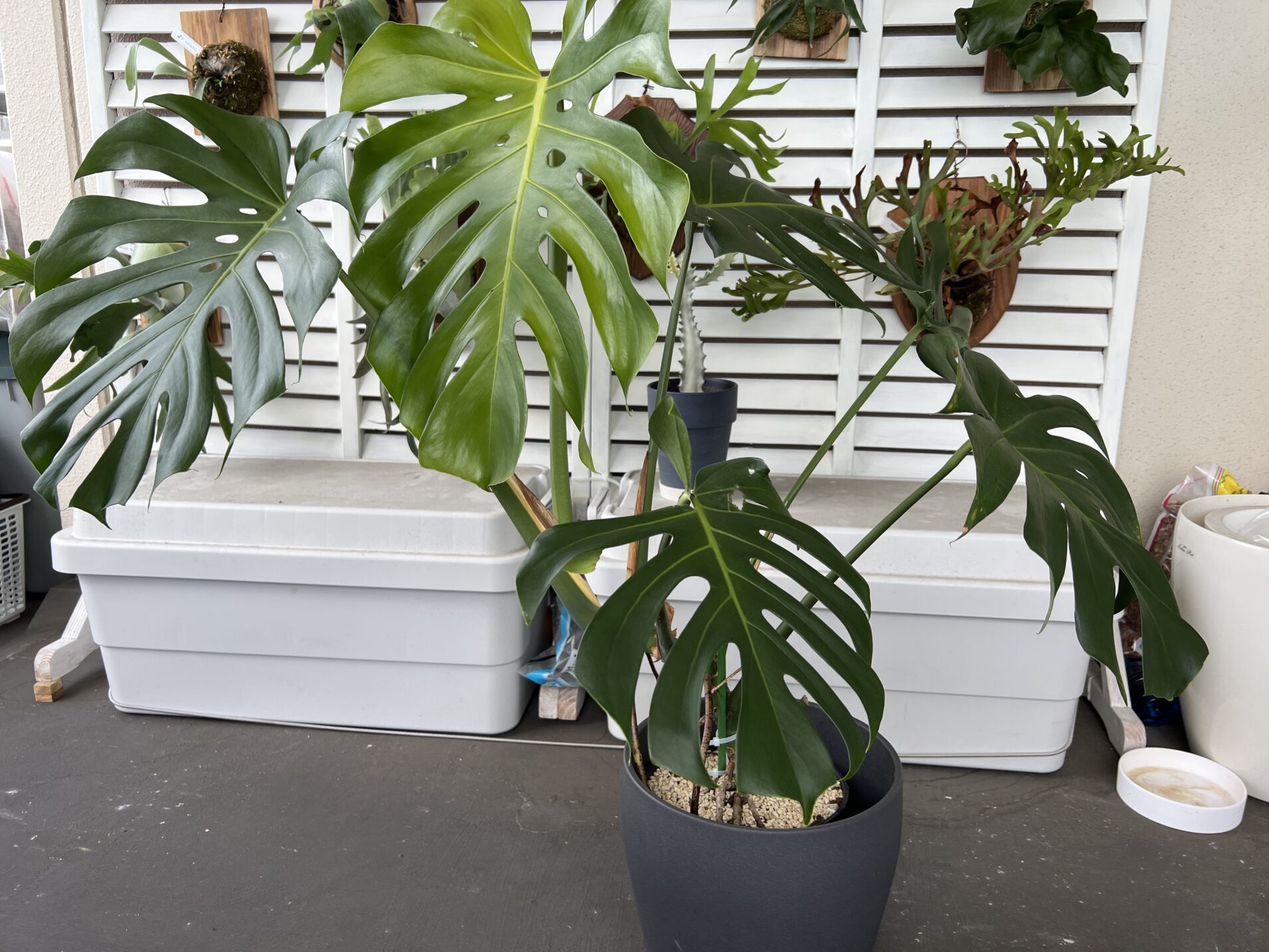 超簡単】モンステラ育て方完全ガイド：（斑入り）モンステラを早く