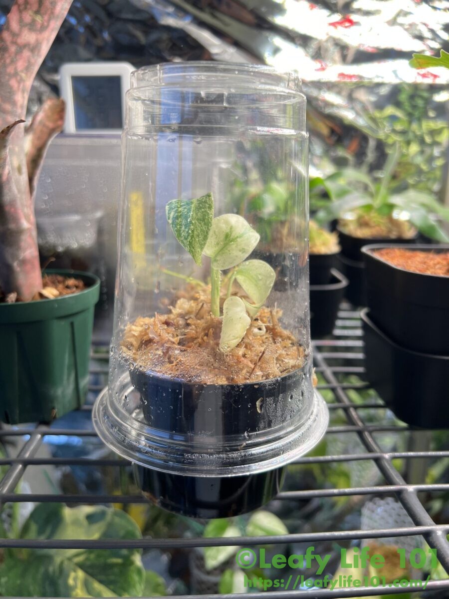 モンステラ・ミントの組織培養(メリクロン)株を順化(通常環境に適応