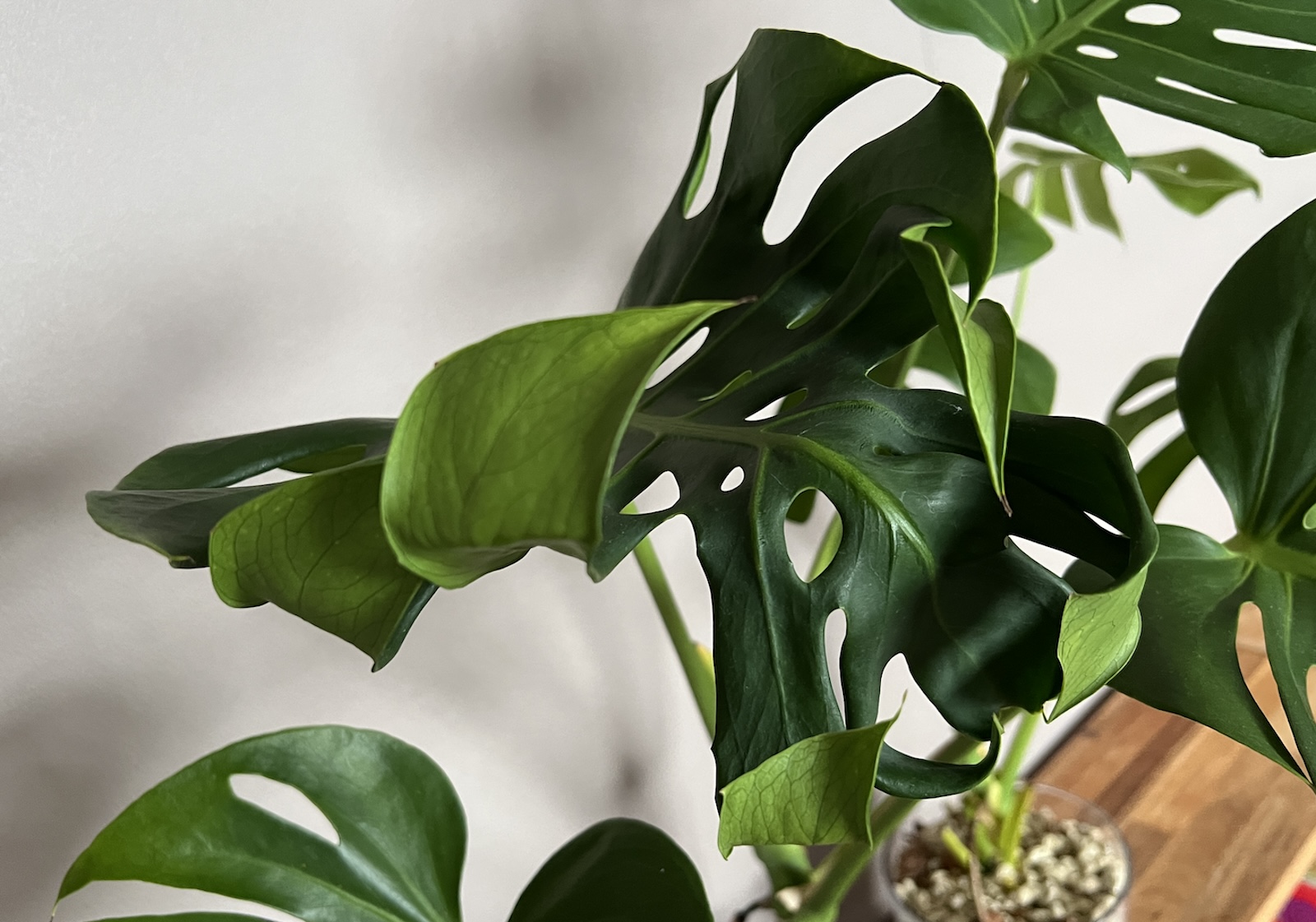 実生変異株】モンステラ・デリシオーサ '偽メデューサ/丸葉コンパクタ