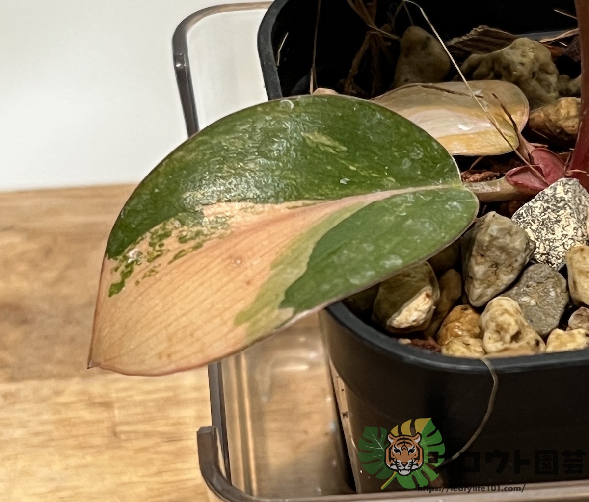 フィロデンドロン 'レッドコンゴ' (タテイ コンゴ ロジョ(ロホ