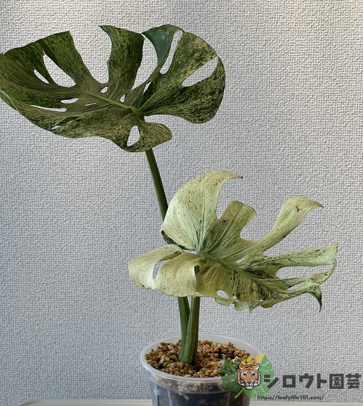 モンステラ・デリシオーサ 'サイアムミント' 成長記録・育て方