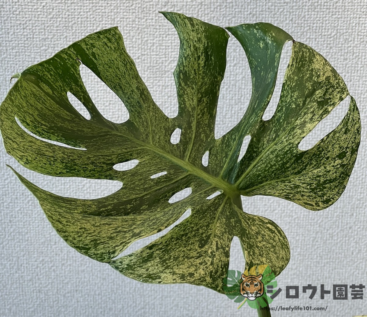 モンステラ・デリシオーサ 'サイアムミント' 成長記録・育て方