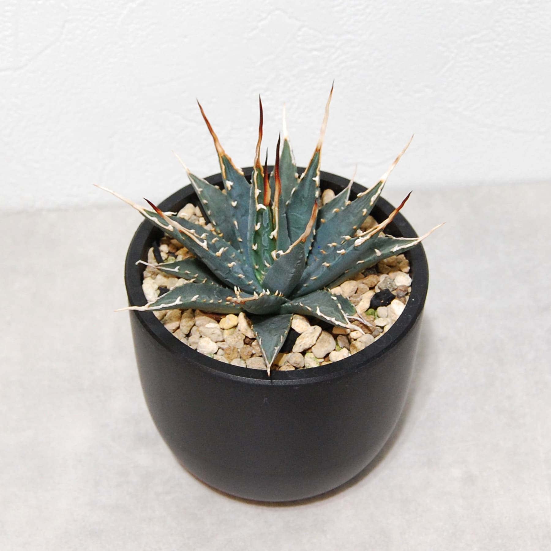 アガベ ユタエンシス エボリスピナ 実生 陽炎選抜 015 – linkplants