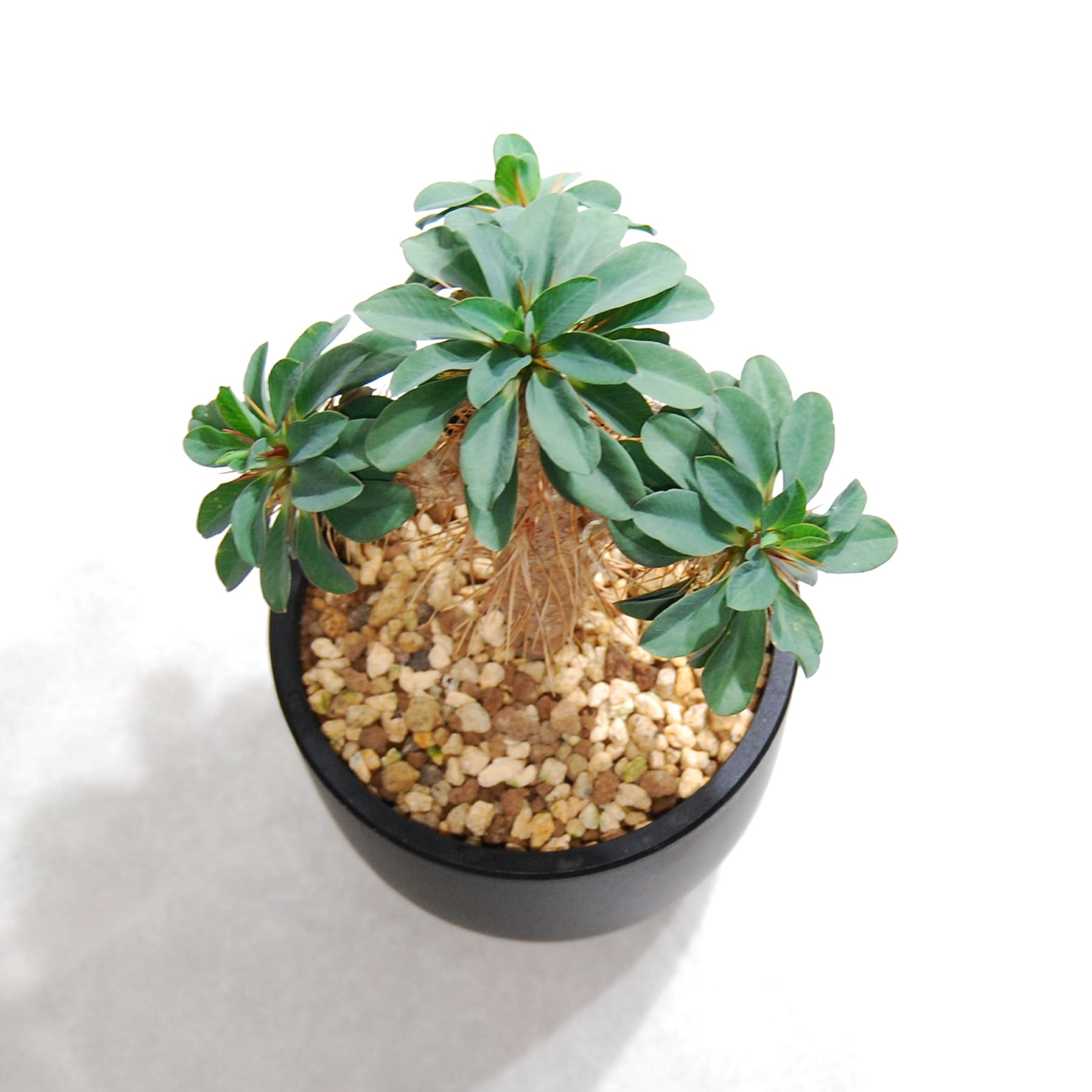 ユーフォルビア ギラウミニアナ（国内実生株）OS23 – linkplants