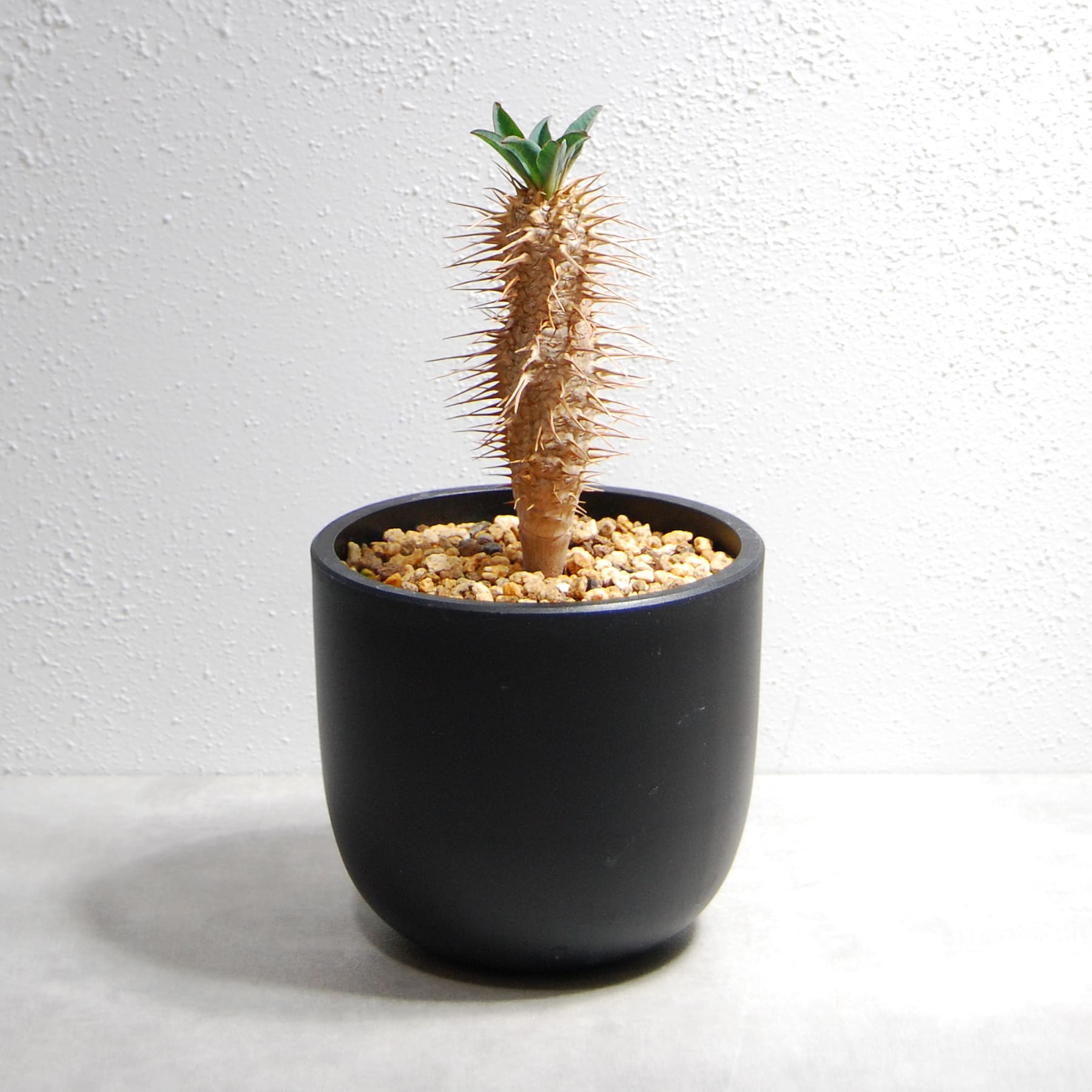 ユーフォルビア ギラウミニアナ（国内実生株）OS24 – linkplants