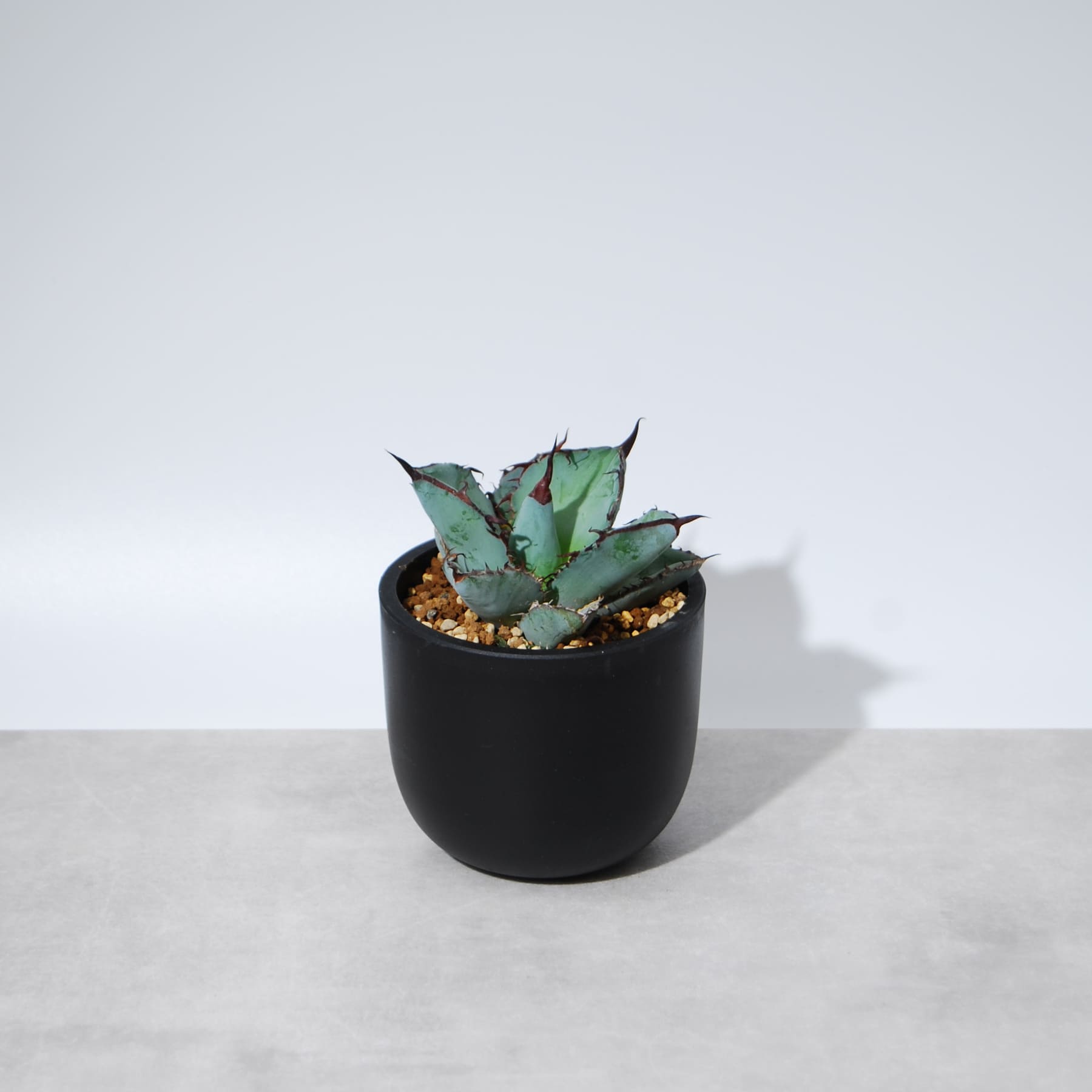 agave-bb-006.jpg?v=1681885142&