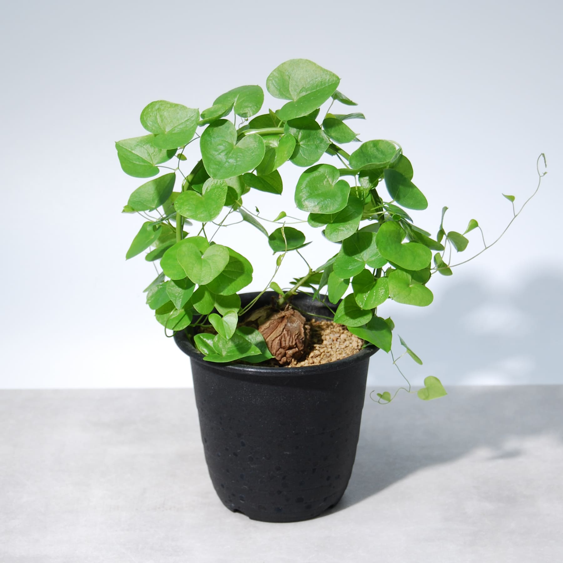 亀甲竜（ディオスコレア・エレファンティペス） – linkplants -リンク