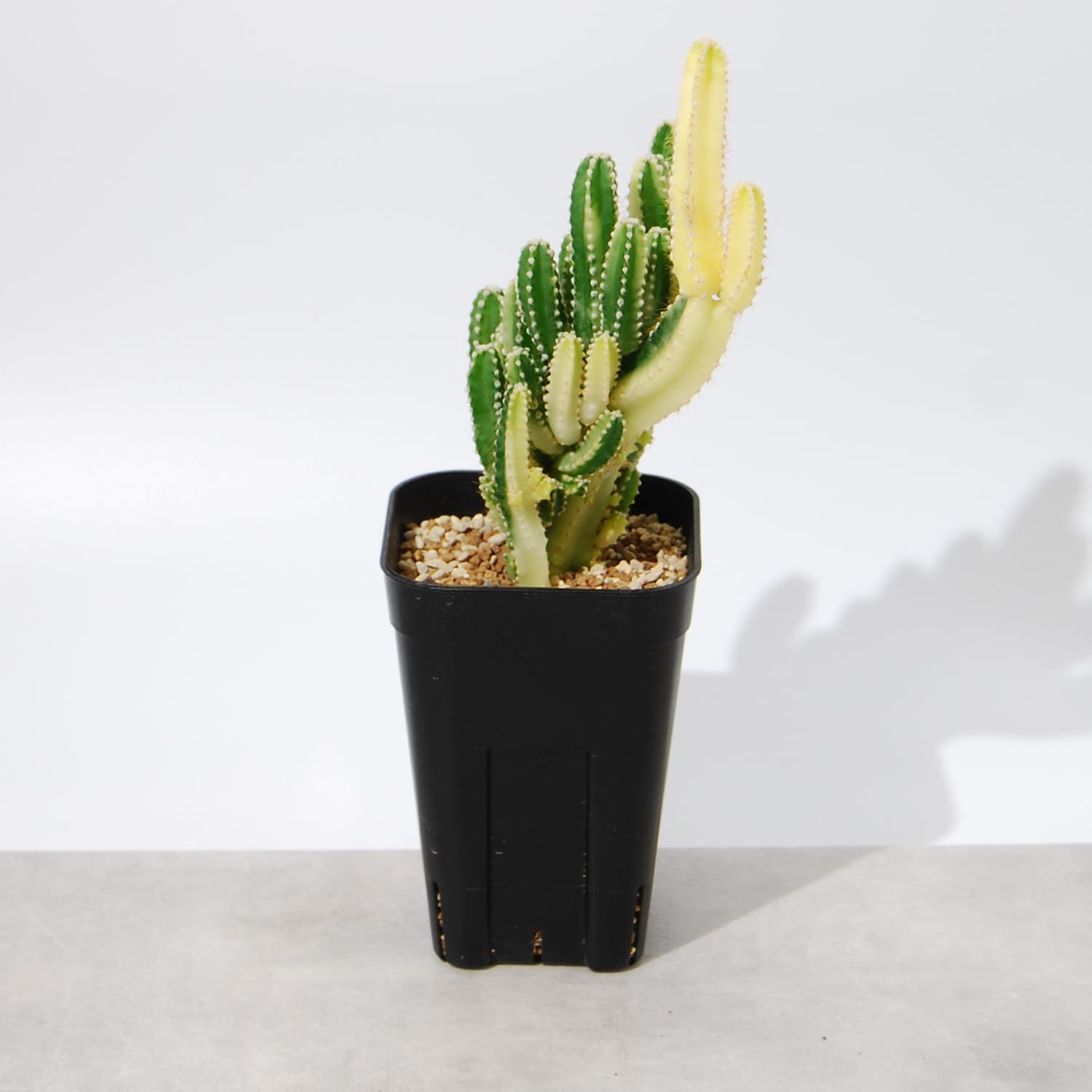 セレウス・サボテン（セレウスベルヴィアヌス）錦 – linkplants