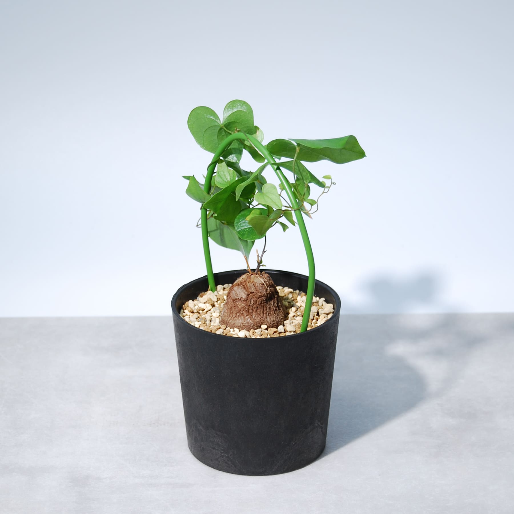 亀甲竜（ディオスコレア・エレファンティペス） – linkplants -リンク