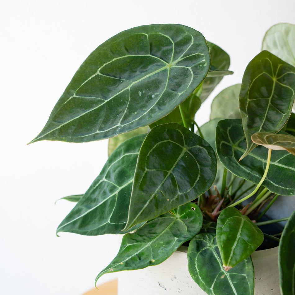 アンスリウム・フォルゲッティ/Anthurium 'forgetii' – LIFFT