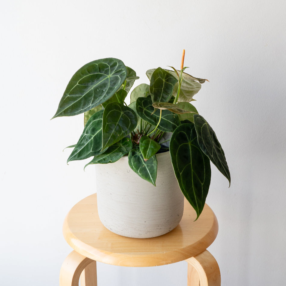 アンスリウム・フォルゲッティ/Anthurium 'forgetii' – LIFFT