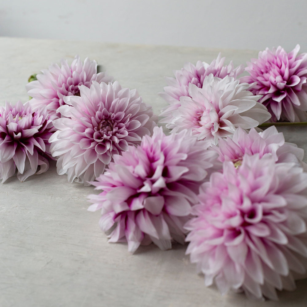 ダリアの花束 L – LIFFT