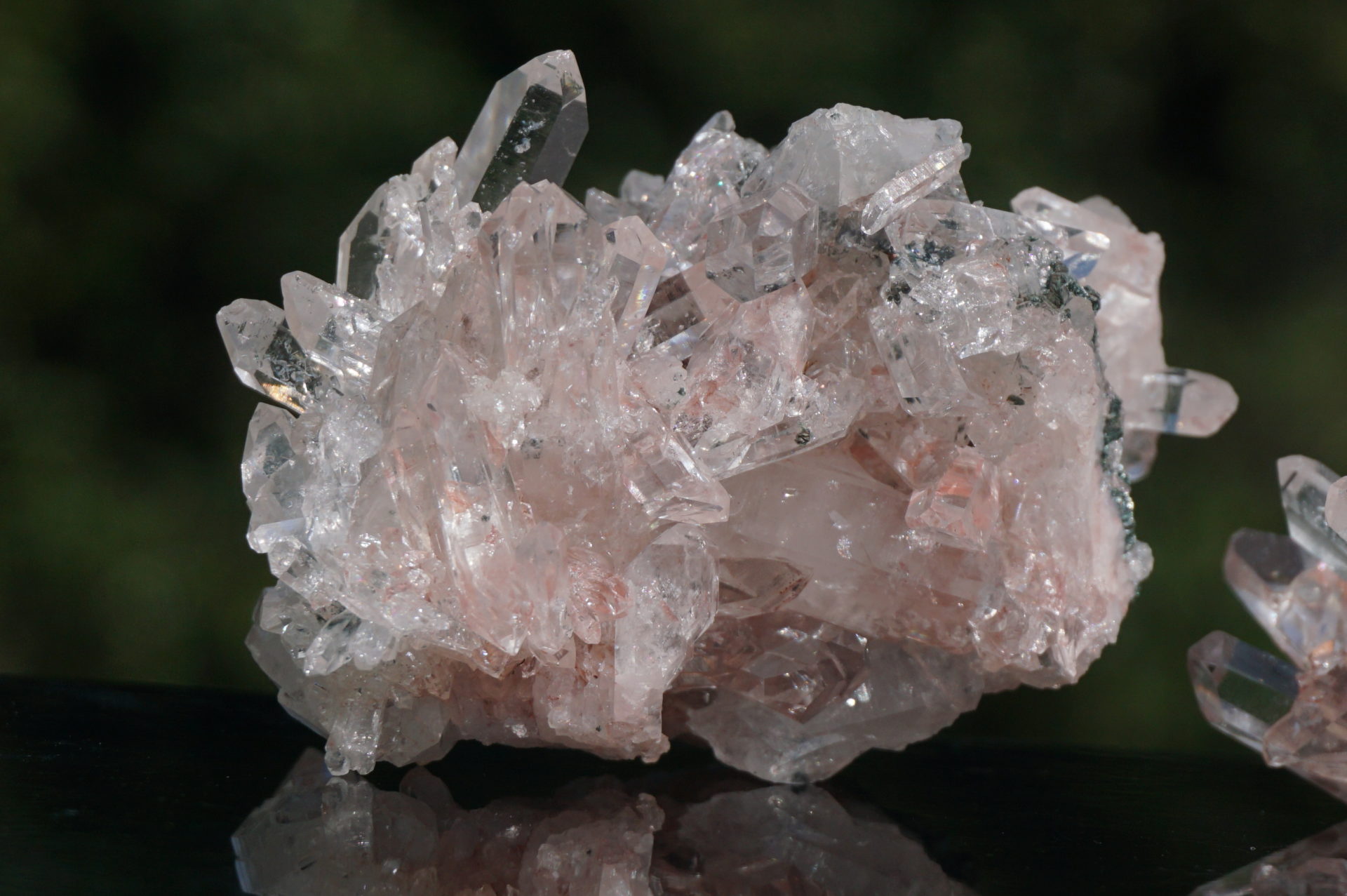 ピンクレムリアン ピンクレムリアンシード コロンビアレムリアン