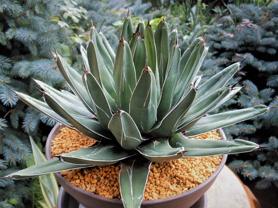 アガベ』【笹吹雪】(ニッケルシー)(フェルディナンディ・レジス