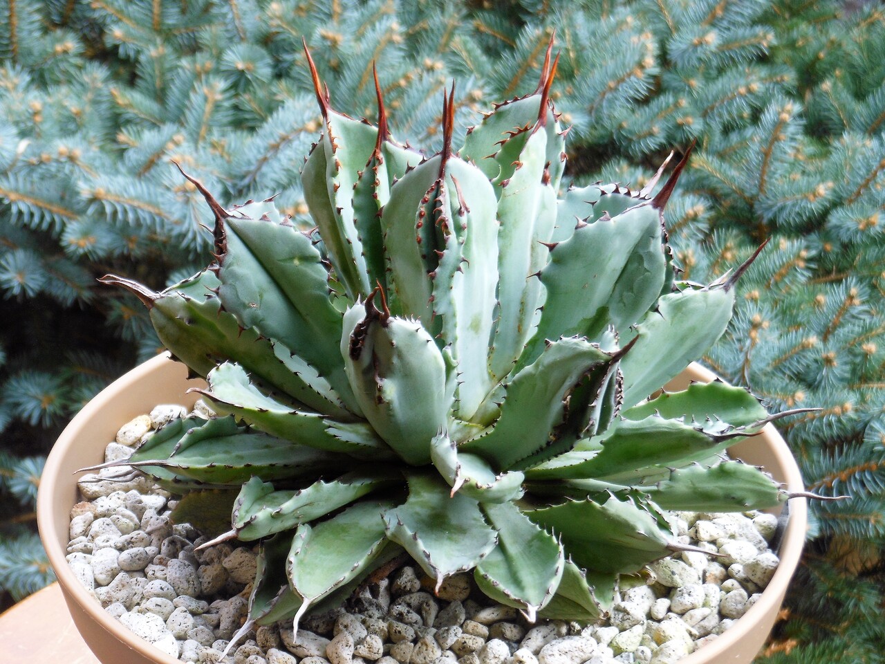 アガベ』【ポタトラム キュービック モンストローサ】 : 【BOTANICAL