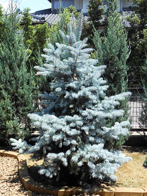 プンゲンストウヒ』【ホプシー】 : 【BOTANICAL MAJESTY】