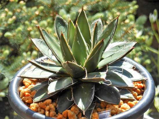 アガベ』【王妃笹の雪】 : 【BOTANICAL MAJESTY】