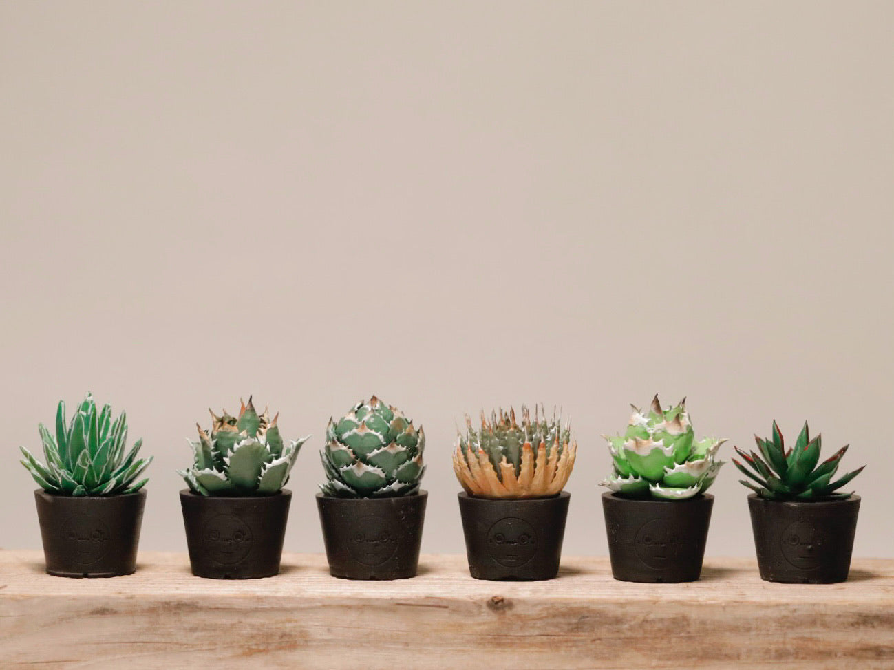 ミニチュア アガベAセット – LOBINDON