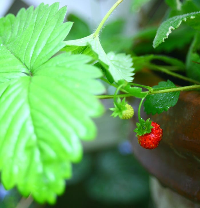 ワイルドストロベリーの育て方・栽培方法 | LOVEGREEN(ラブグリーン)