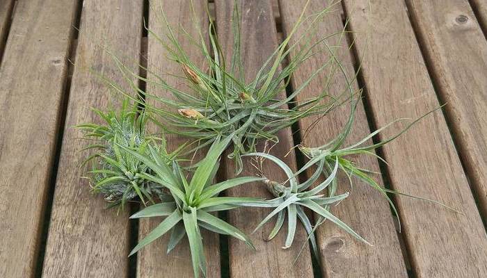 質問に答えて、自分に合ったティランジア(チランジア)を見つけよう