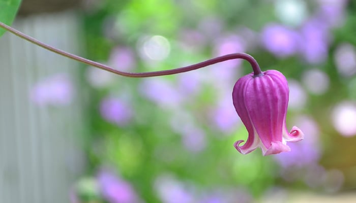 かわいい壺型！ヴィオルナ系クレマチス | LOVEGREEN(ラブグリーン)