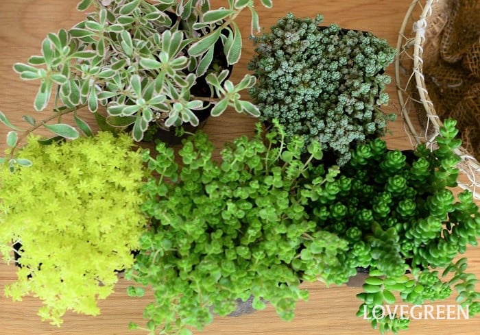 セダムの育て方・栽培方法 | LOVEGREEN(ラブグリーン)