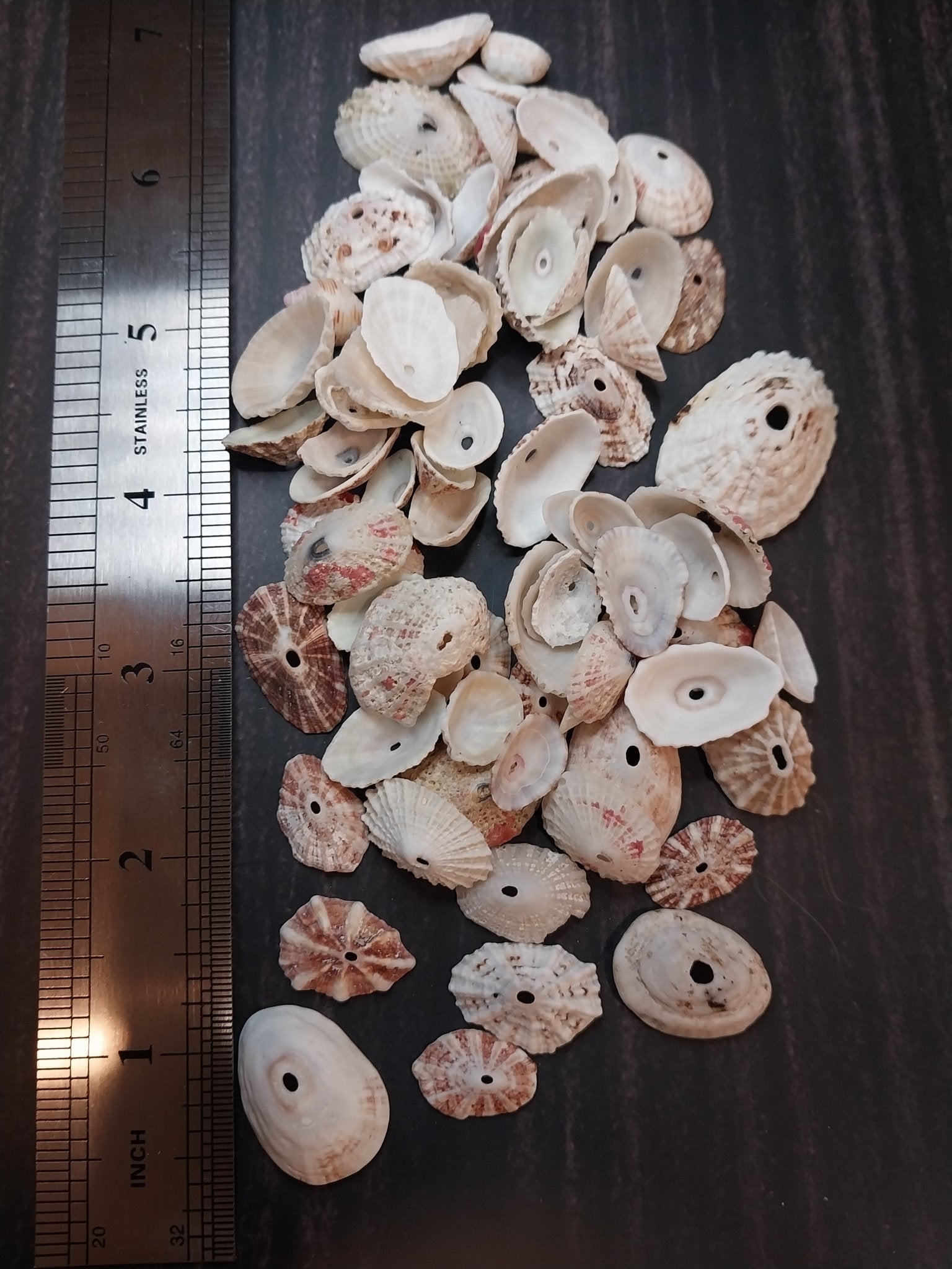 Rosy Keyhole Limpet Shells | Vintage Coastal Treasures | Loving