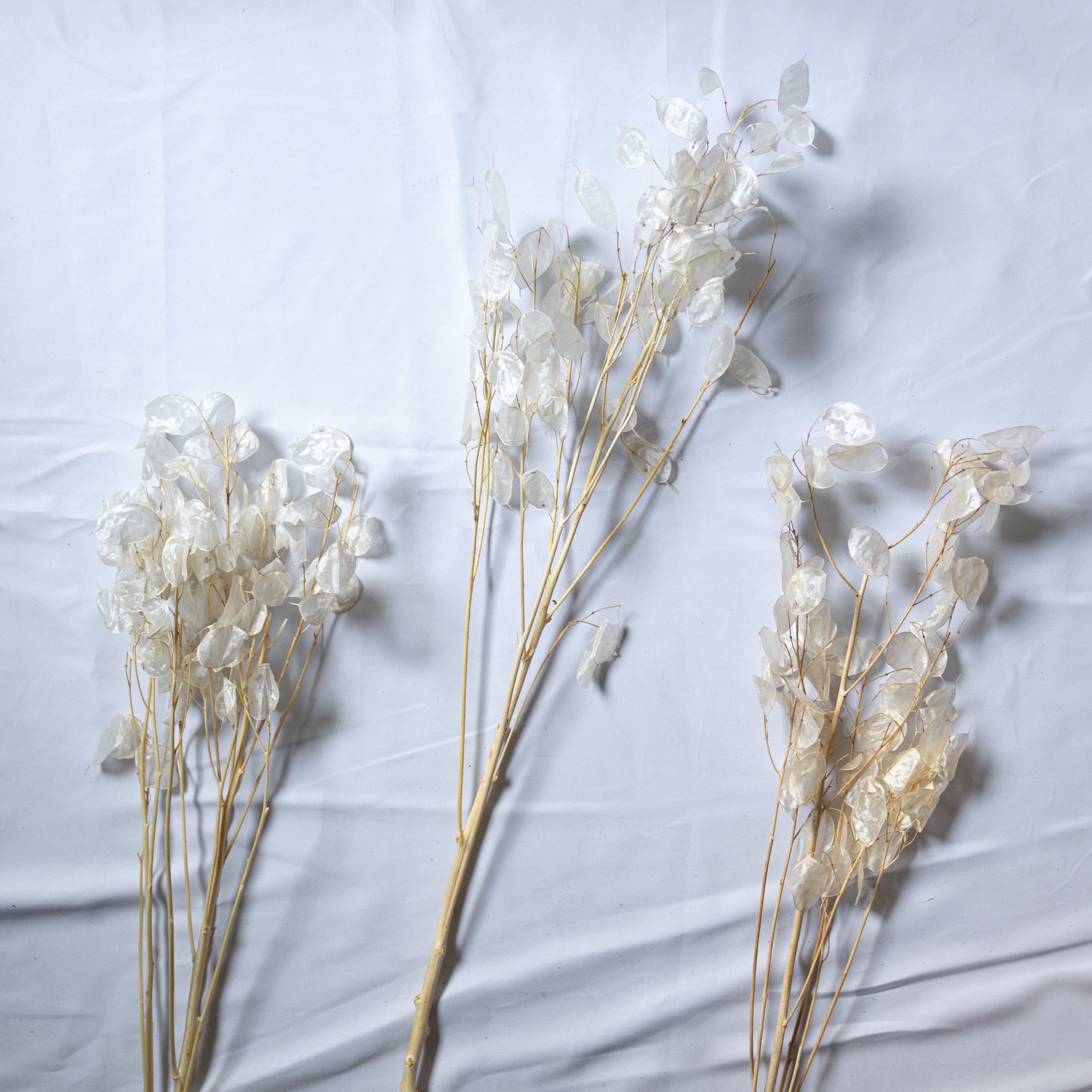 ルナリアのドライフラワー