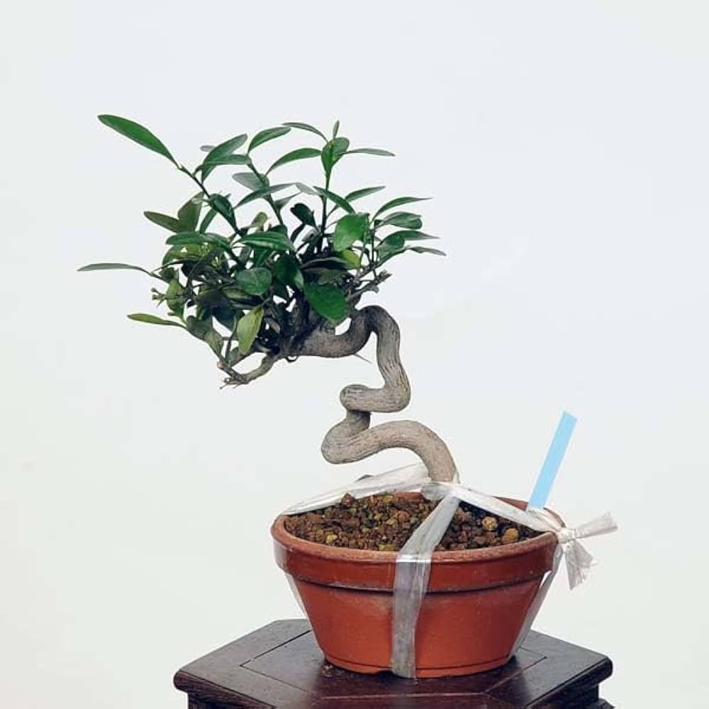 Amazon.co.jp: 盆栽：キンズ 現品*金豆・きんず kinzu bonsai 小品盆栽