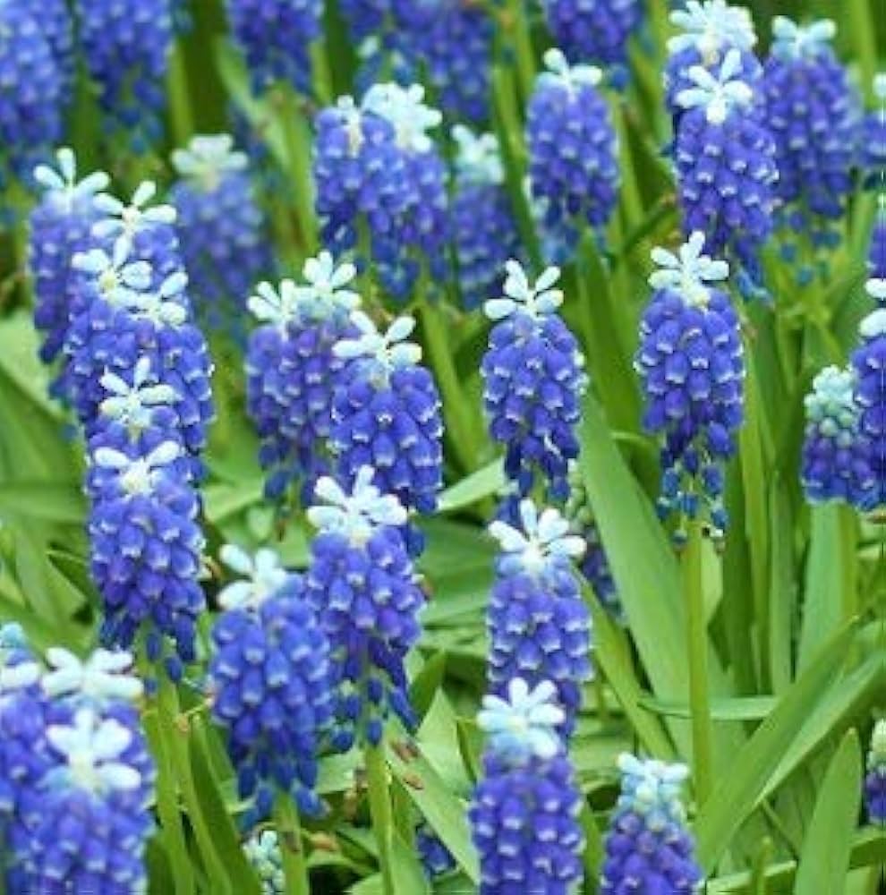 Amazon.co.jp: ムスカリ 球根 タッチオブスノー 10球入 : DIY・工具