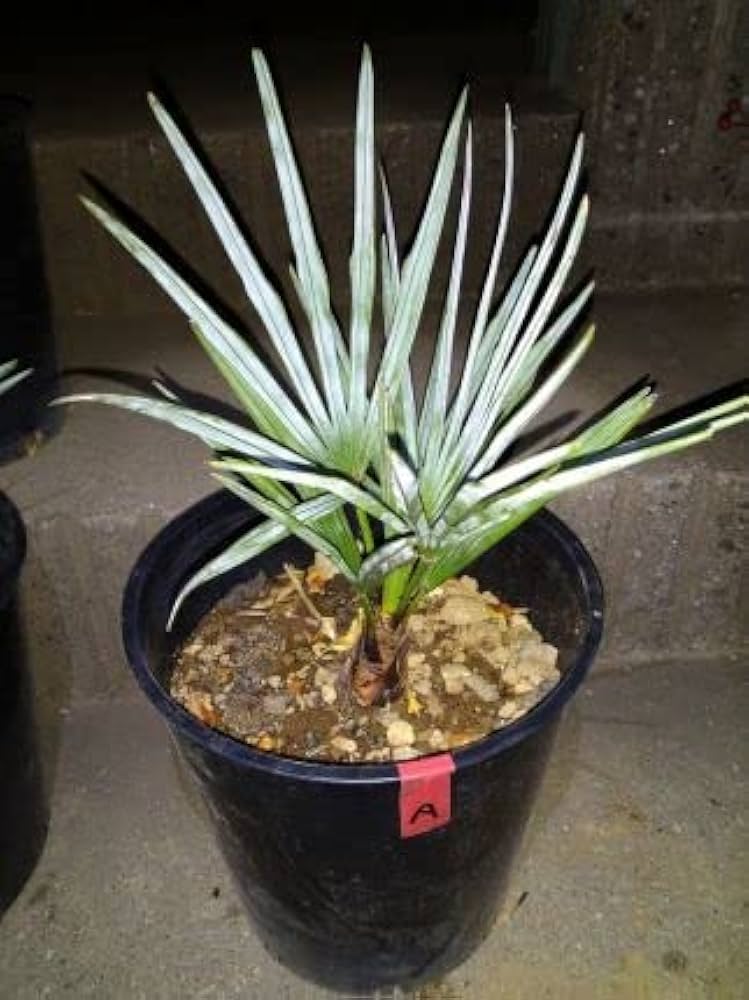 Amazon.co.jp: お任せ株◇チャメロプス フミリス セリフェラ 7号