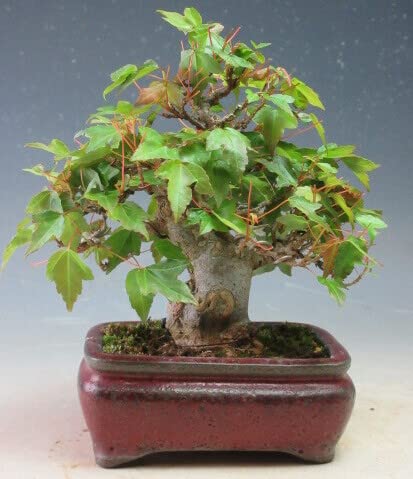 Amazon | 小品盆栽 楓（カエデ）【現品】（733816） | ヴェールモア