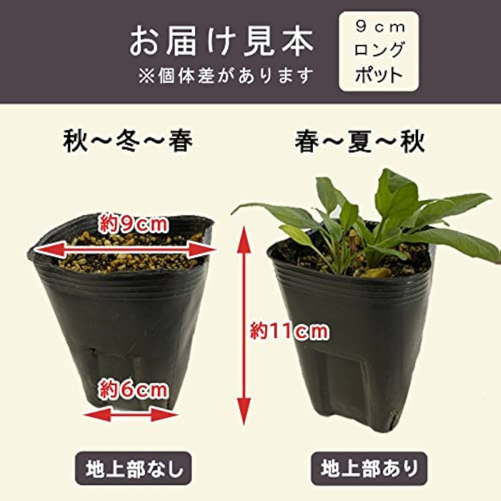 Amazon.co.jp: 宿根草 苗 アストランティア ローマ 10.5cmポット