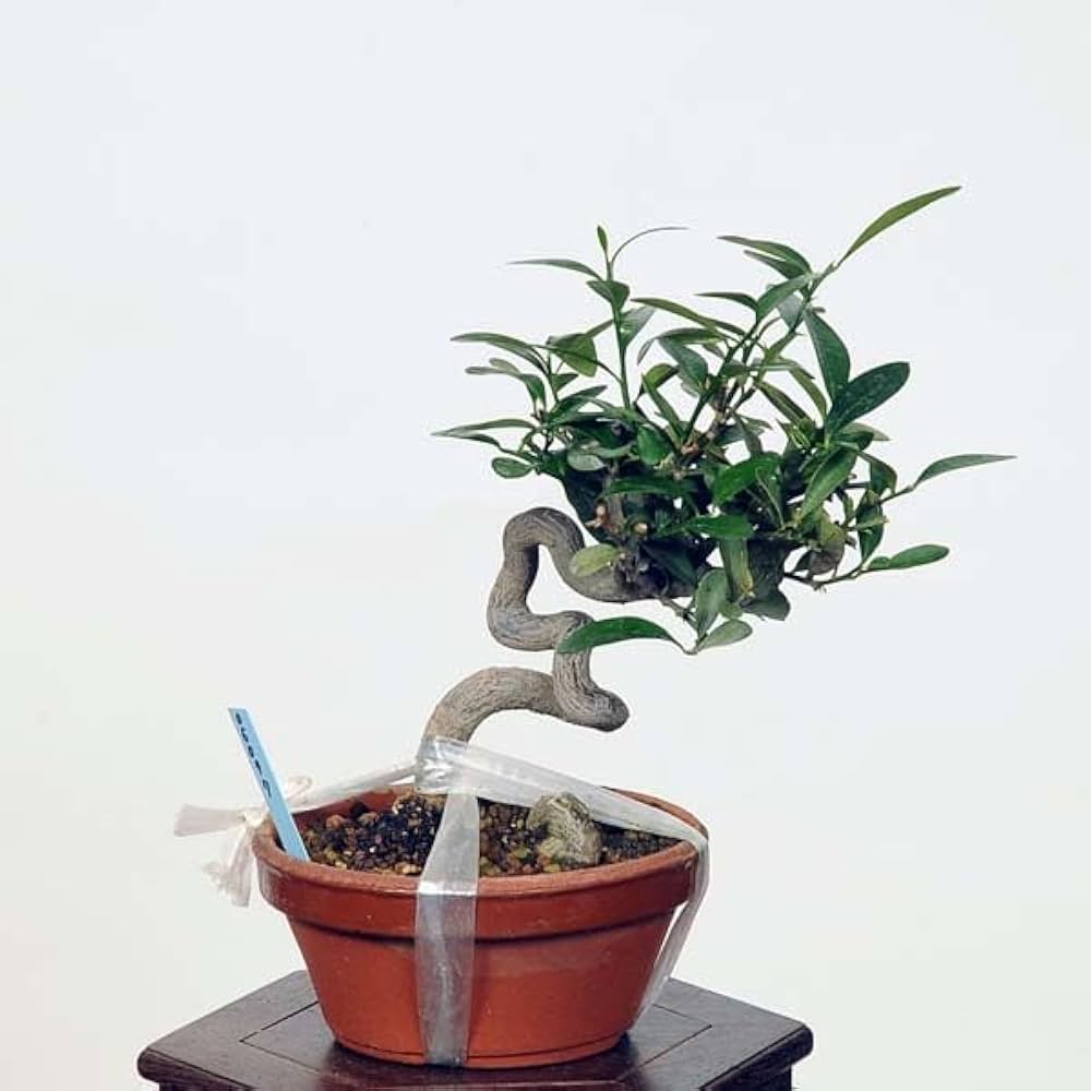 Amazon.co.jp: 盆栽：キンズ 現品*金豆・きんず kinzu bonsai 小品盆栽