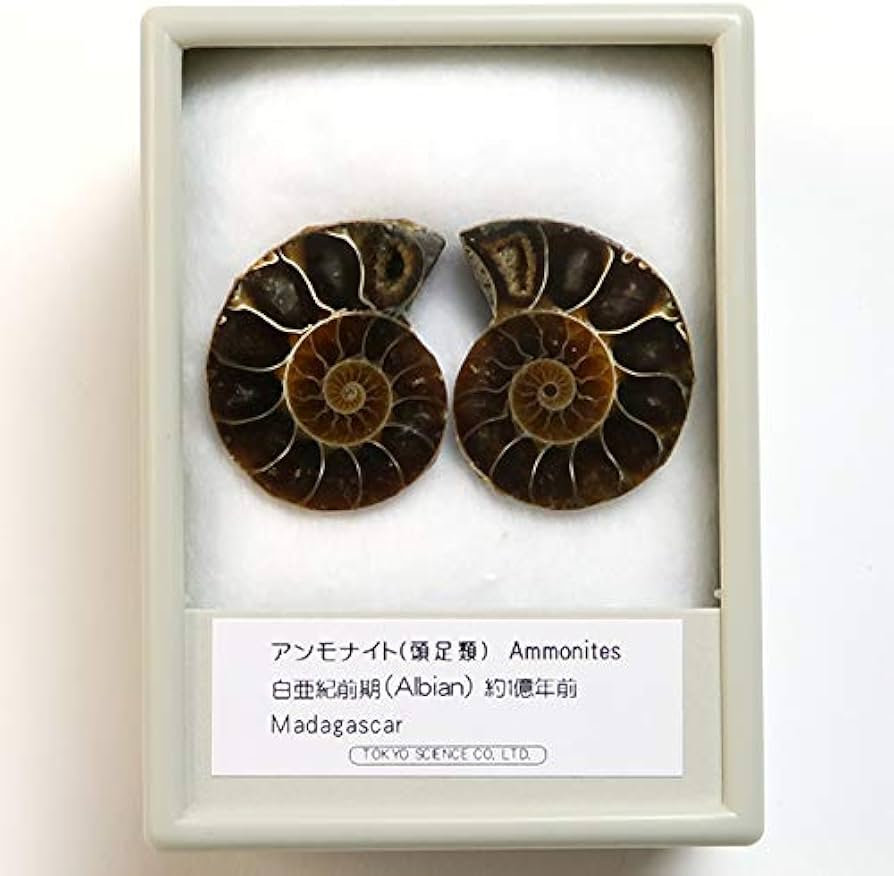 Amazon | SCIENCE 化石標本Pair Ammonites fossils「アンモナイト