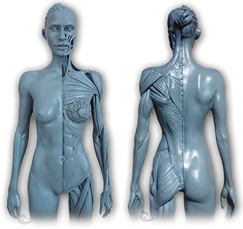 Amazon.co.jp: 人体模型 人体モデル 男性と女性 1セット 11インチ 約