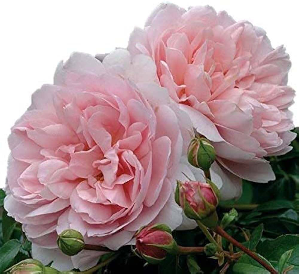 Amazon.co.jp: バラ苗 【ワイルドイブ】 (大苗) シュラブ 半つる性