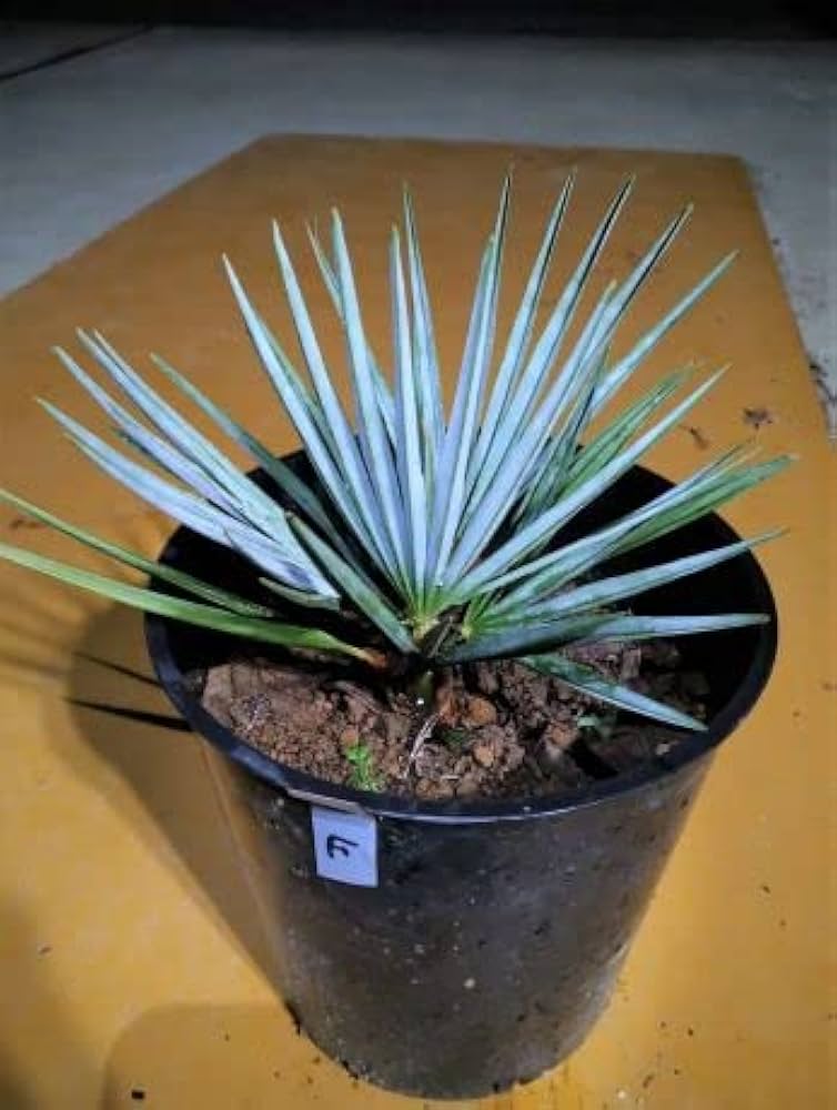 Amazon.co.jp: お任せ株◇チャメロプス フミリス セリフェラ 7号