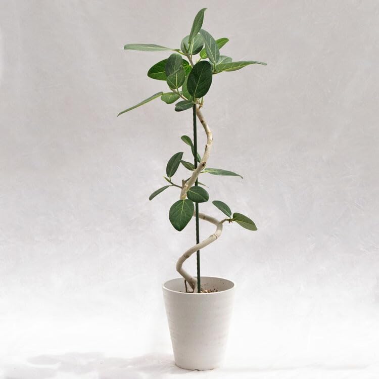 Amazon｜Life-Eco フィカス・ベンガレンシス（曲げ） / 7寸・約W 45cm