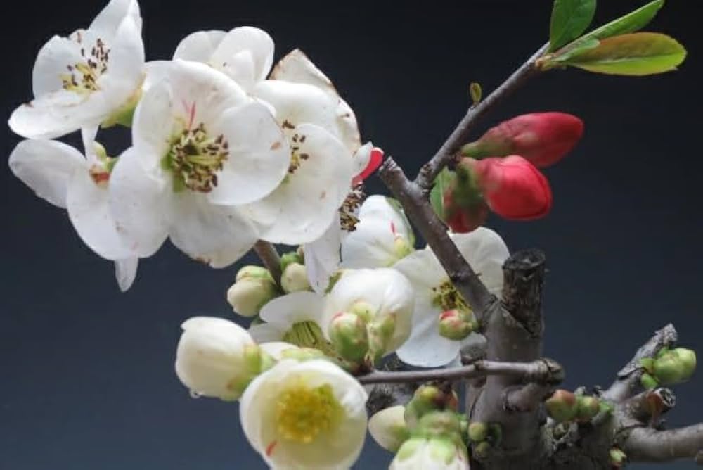 Amazon.co.jp: 盆栽 ボケ（日月星）（紅白咲き分け）の鉢植えミニ盆栽