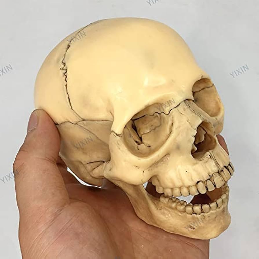 Amazon.co.jp: 頭蓋骨 頭蓋骨模型 骸骨 模型 顎関節 歯模型 骨格 分解