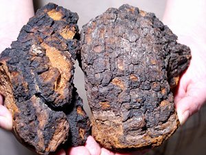 Amazon.co.jp: カバノアナタケ茶 塊 (原体) 2.1kg (700g×3袋セット