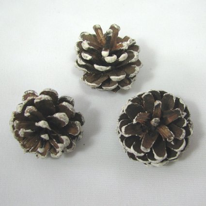 Amazon｜松ぼっくり雪付きS 3個入り【実】【ドライ】【木の実