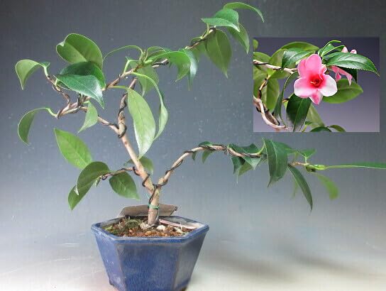 Amazon｜盆栽 花芽付き！椿（胡蝶侘助）の鉢植え【現品】（2919）2024