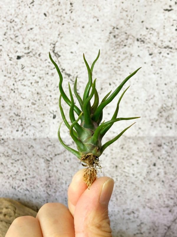 Amazon.co.jp: Frontier Plants現品チランジアブルボーサタイニー