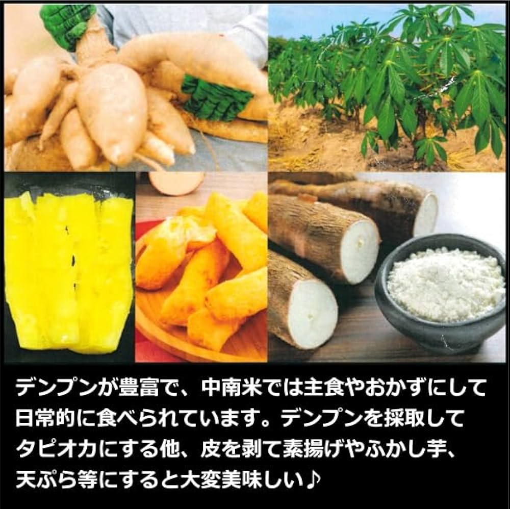 Amazon.co.jp: スイート キャッサバ （タピオカ芋 甘味種系品種