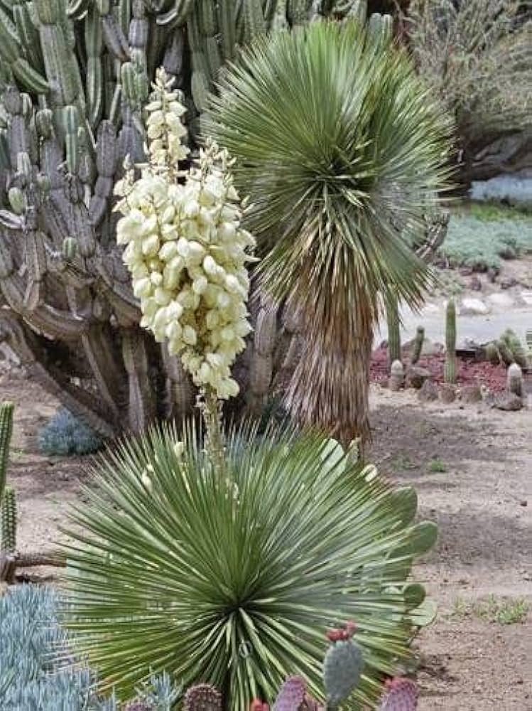 Amazon | 【種子】Yucca Thompsoniana◇ユッカ・トンプソニアーナ